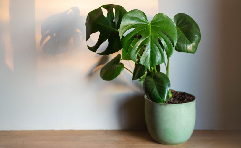 玄関に置く観葉植物の画像