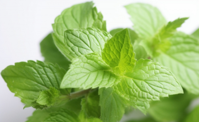 ミント