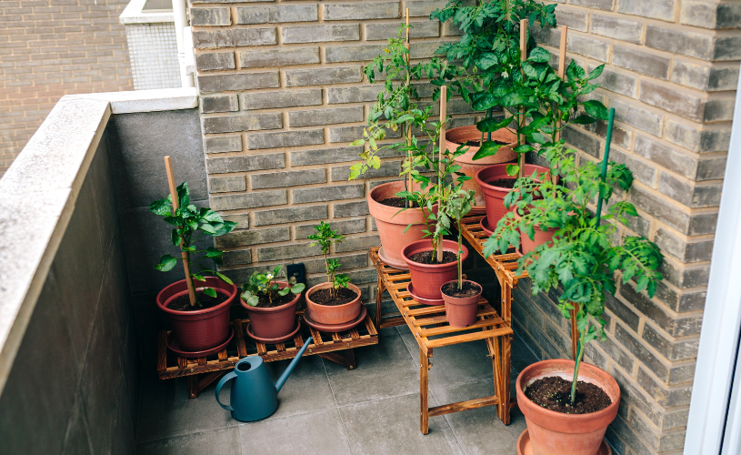 ベランダの家庭菜園
