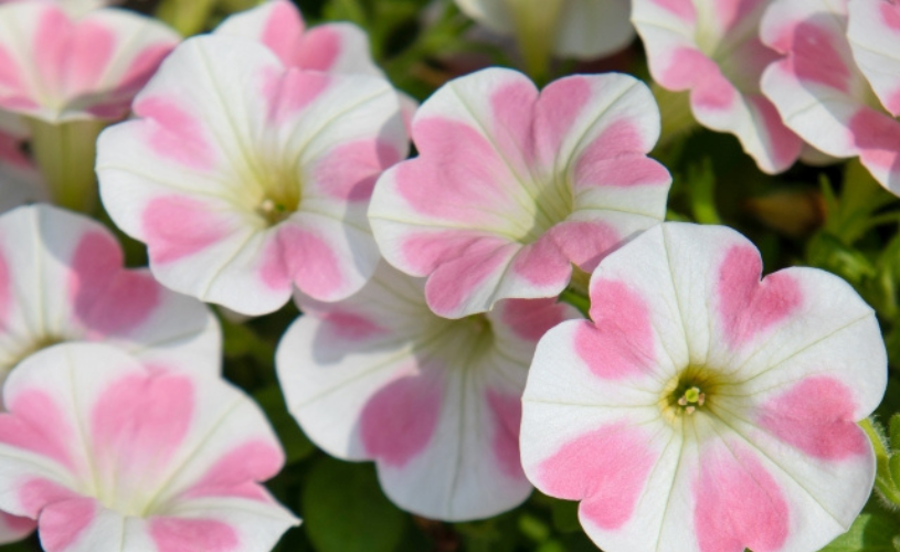 サフィニアアート