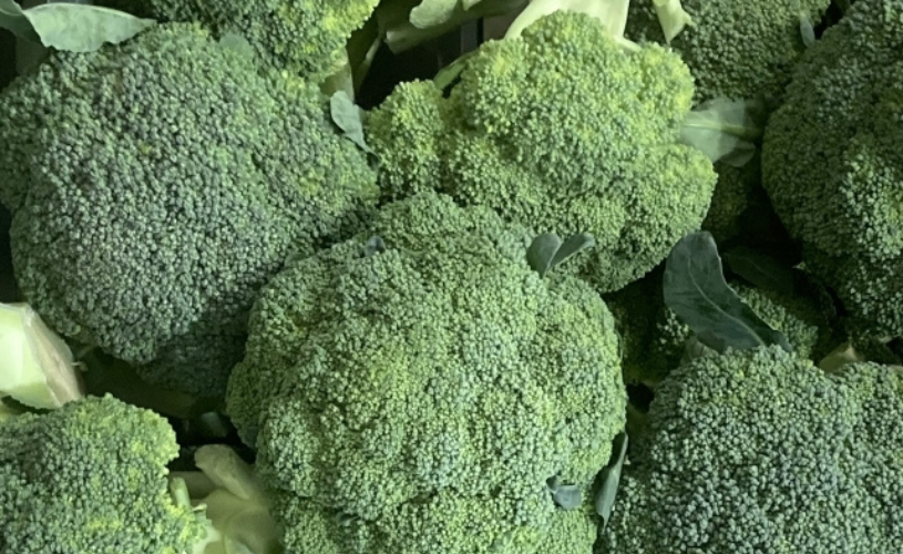 ブロッコリー