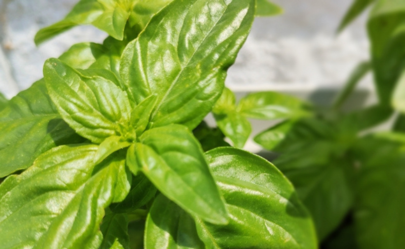 バジル